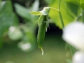 Sugar Snap Peas